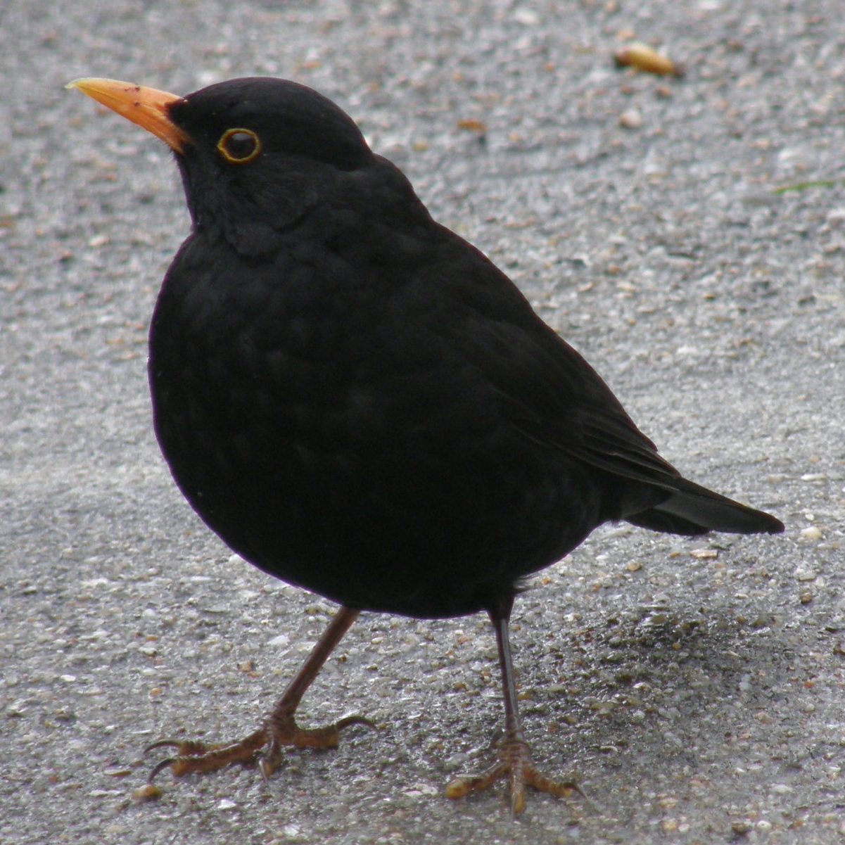 a bird is standing on gravel and looking to its right