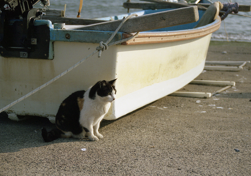 black and white cat standing on the ground near a boat