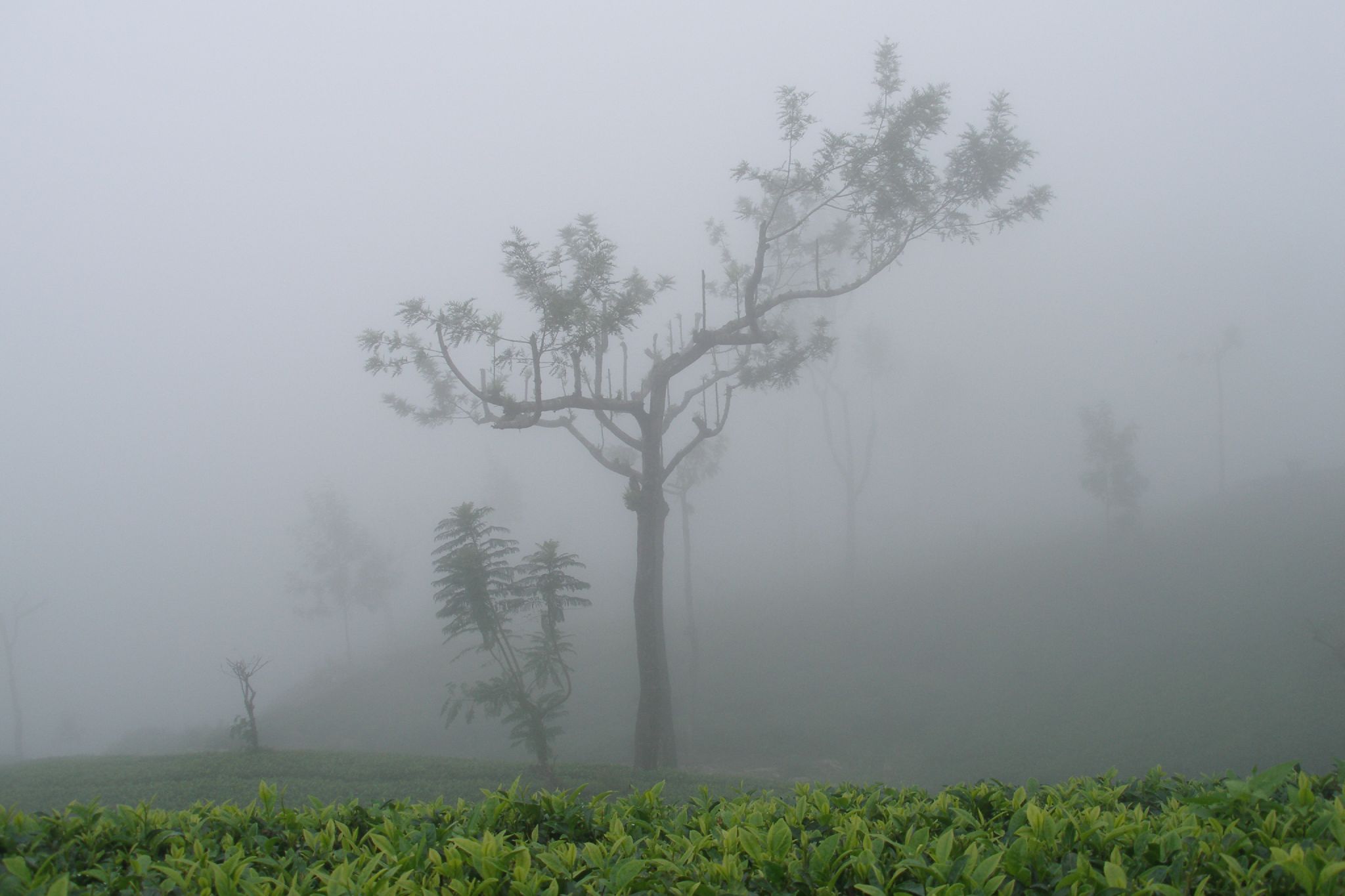 fog is creeping over a small tree in the woods