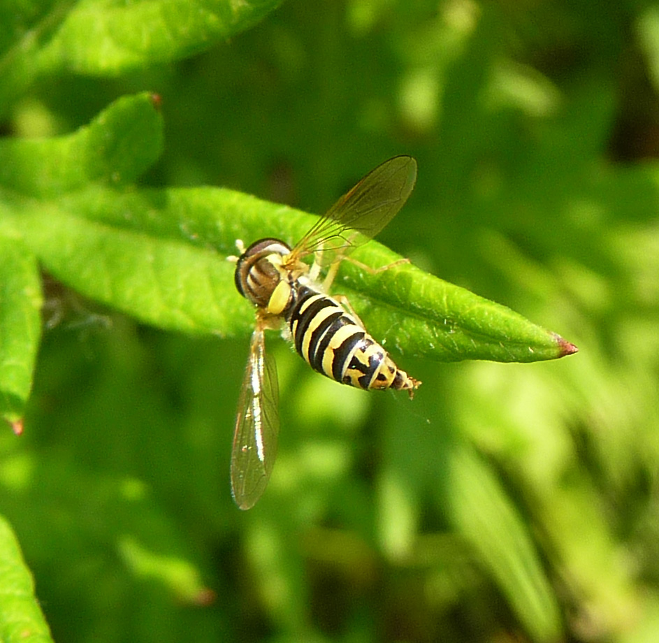 a small insect sits on top of a green leaf