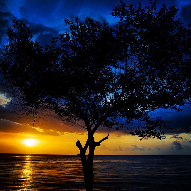 a tree in silhouette next to the ocean at dusk