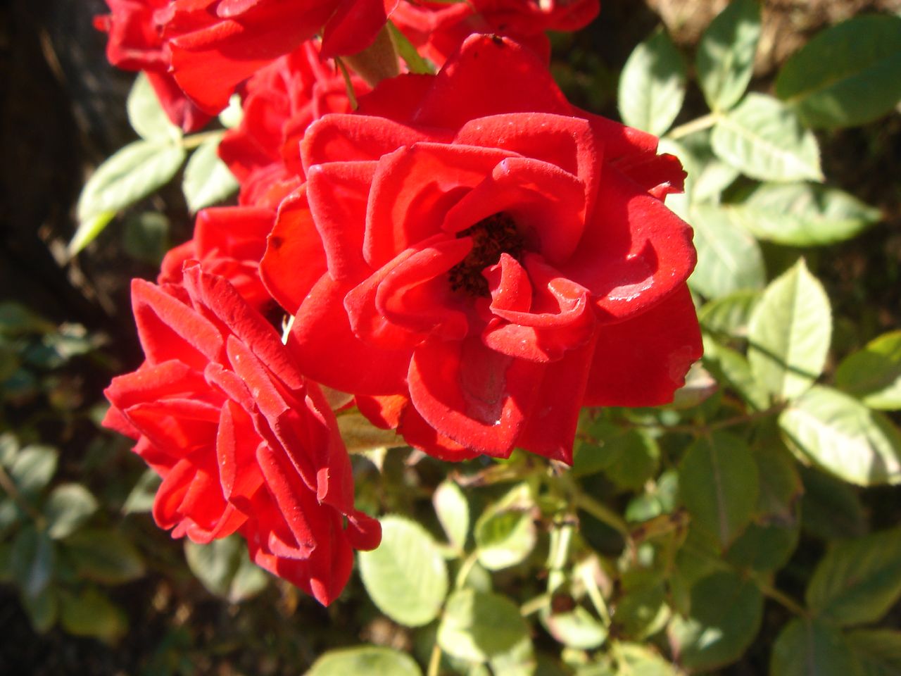 a group of red flowers sitting on top of leaves