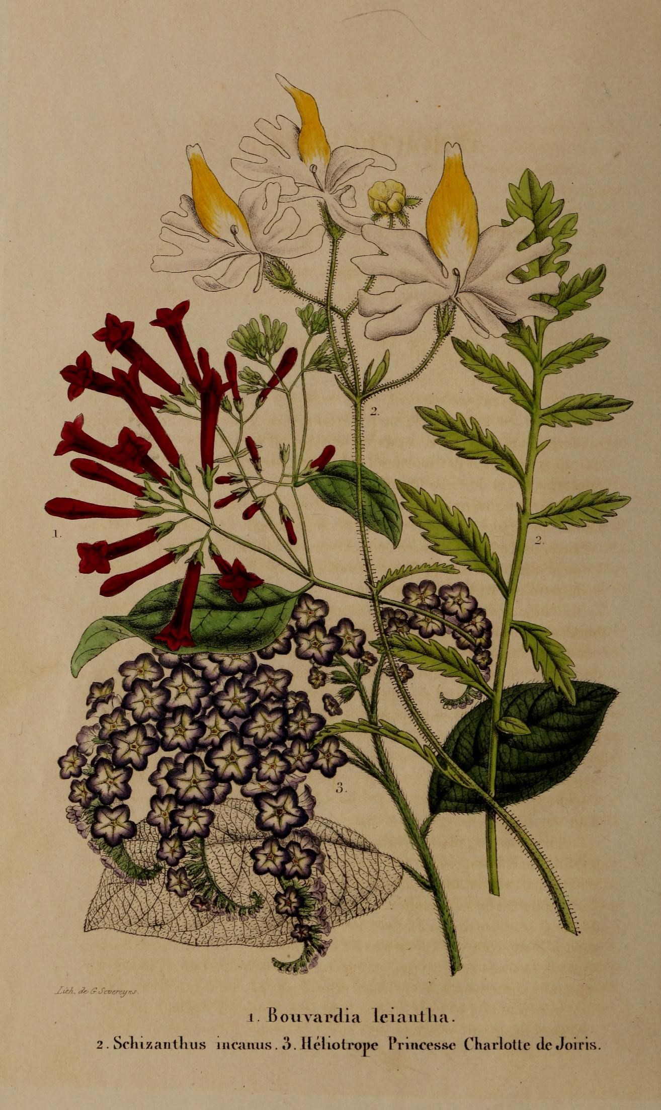 a litmused print of various flowers