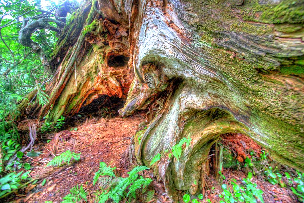 a large tree with exposed bark in a forest