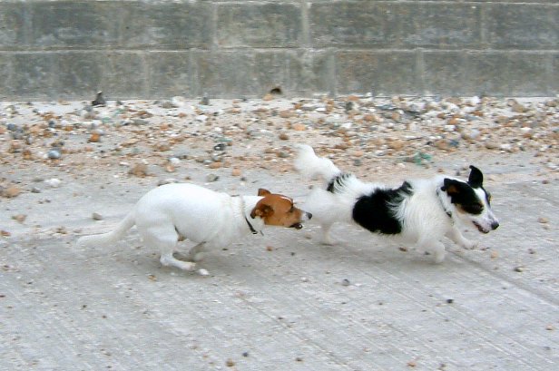 two dogs running in the same direction with each other