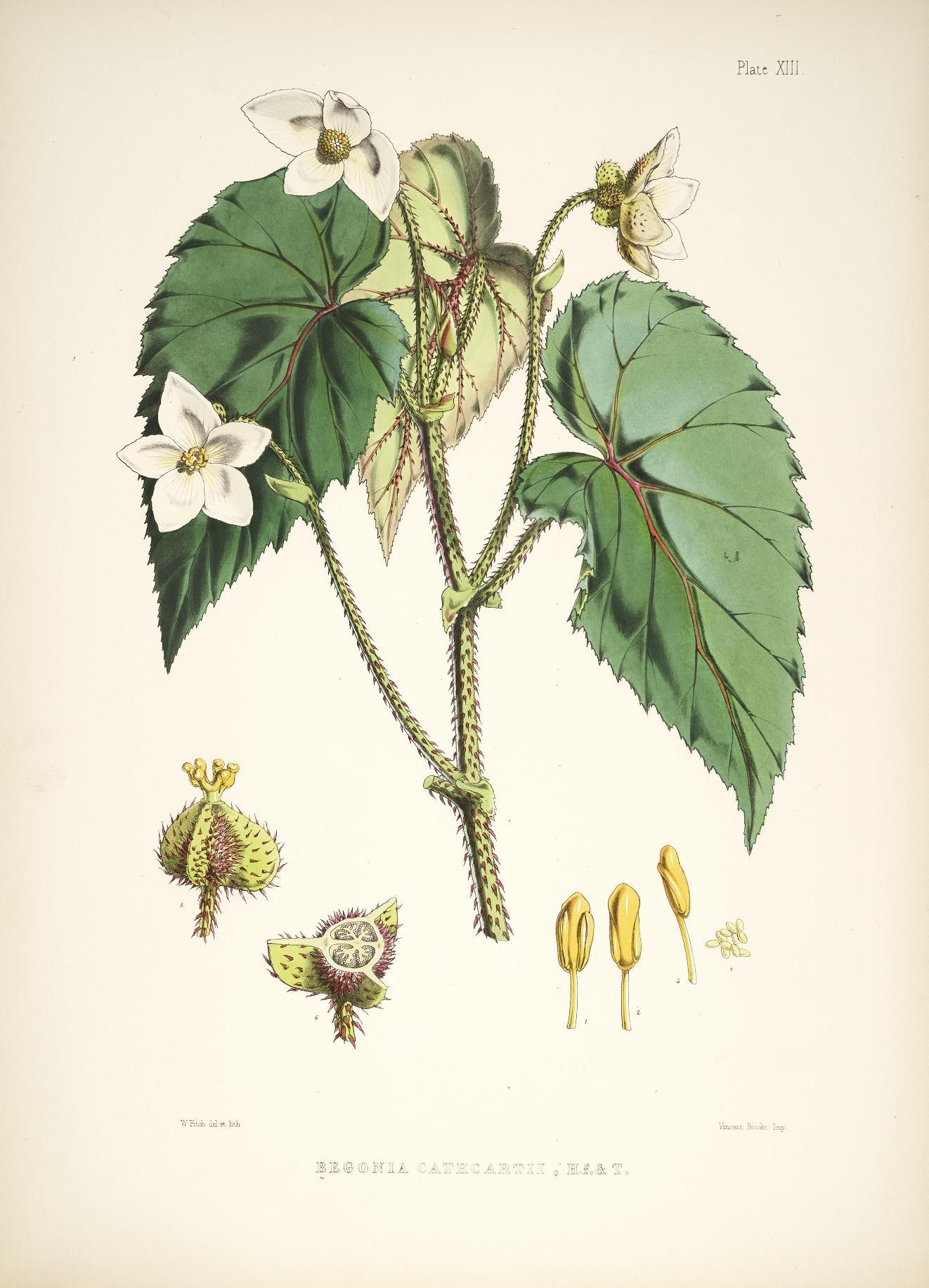 an illustration showing two flowers that have buds, one has leaves and the other is buds