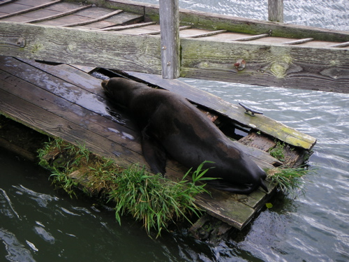 the sea lion lies on top of the wooden dock