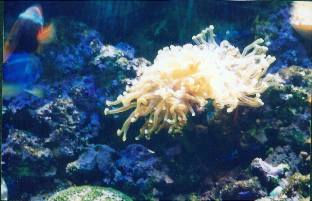 a coral reef is shown with two fish