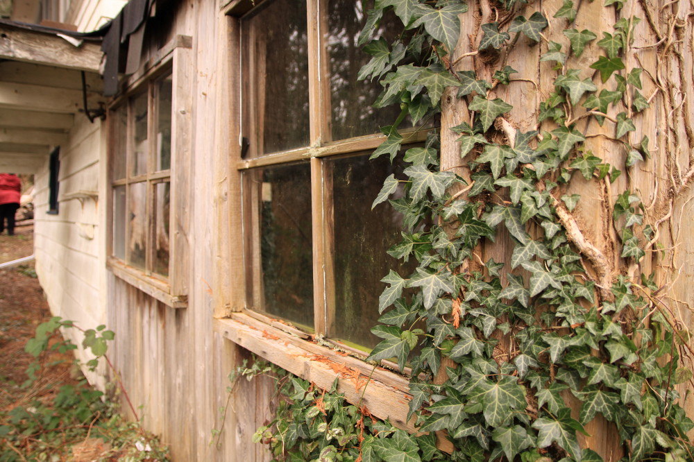 an old window is covered in ivy next to a wall