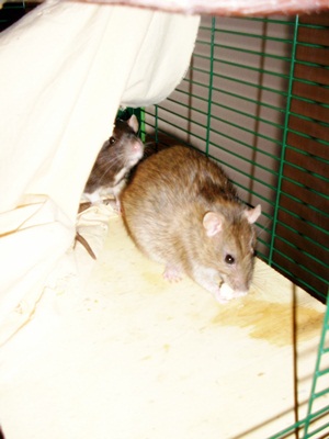 two brown rat mice in a green and white cage