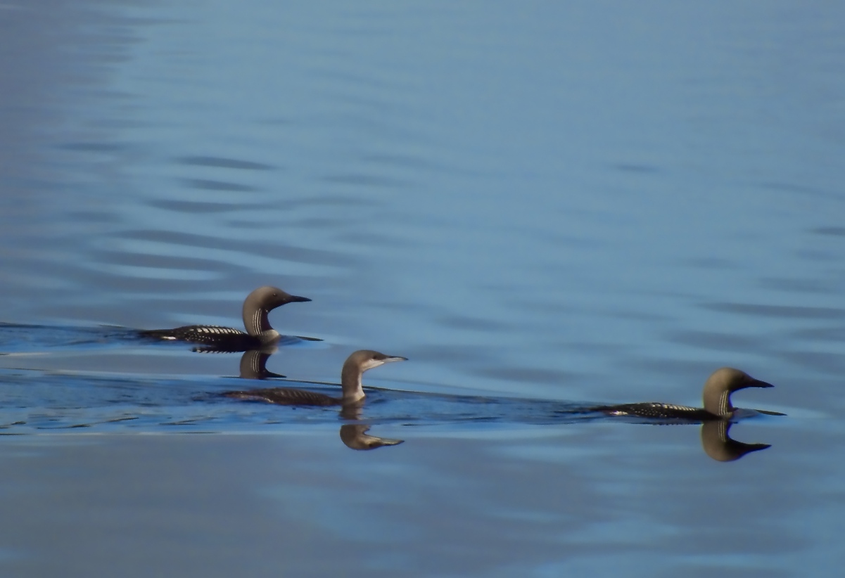 three ducks swimming on a blue body of water