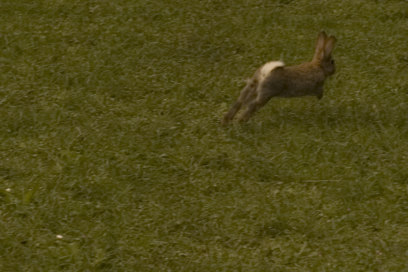 a rabbit running across some grass while looking around