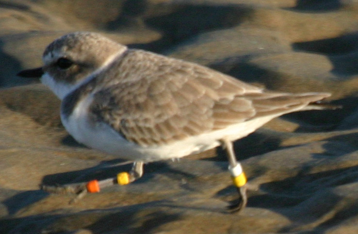 a bird walking on a beach sand and holding some colorful items