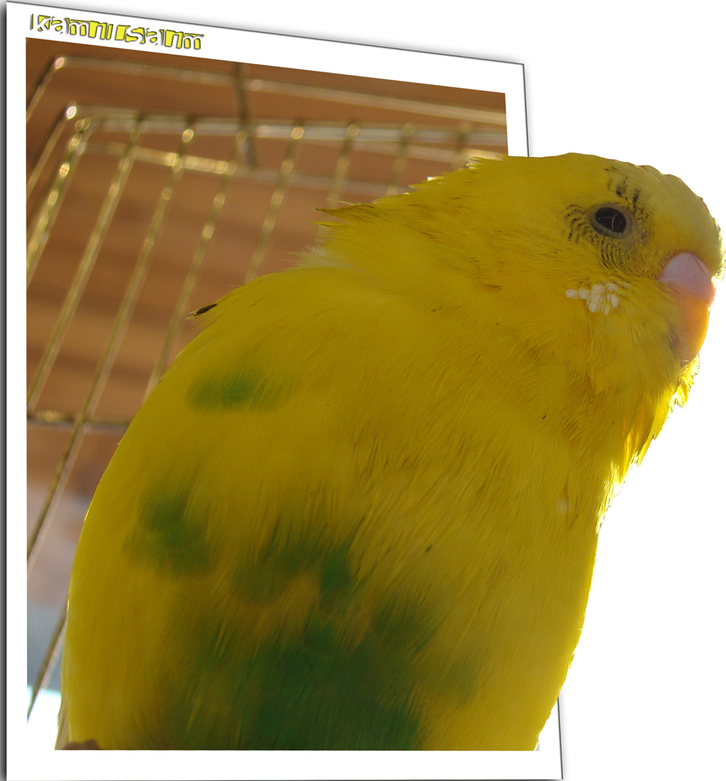 a yellow and green bird is perched in a cage