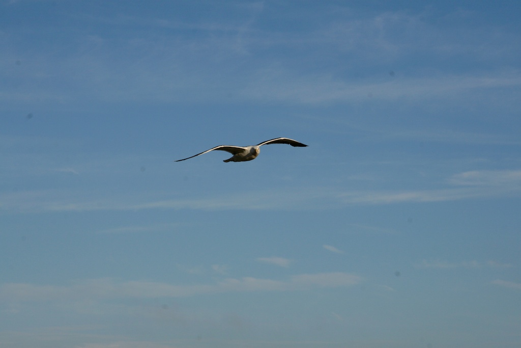 two birds flying across a blue sky during the day