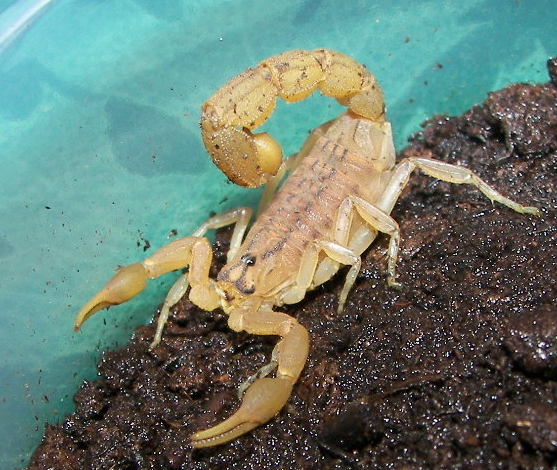a scorpion crawling on dirt in a blue container