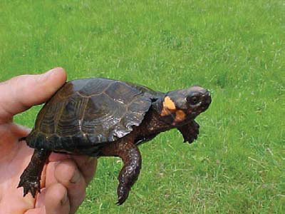a person holding an infant turtle in their hand