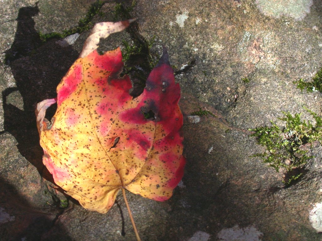 a tree leaf on the ground is left brown
