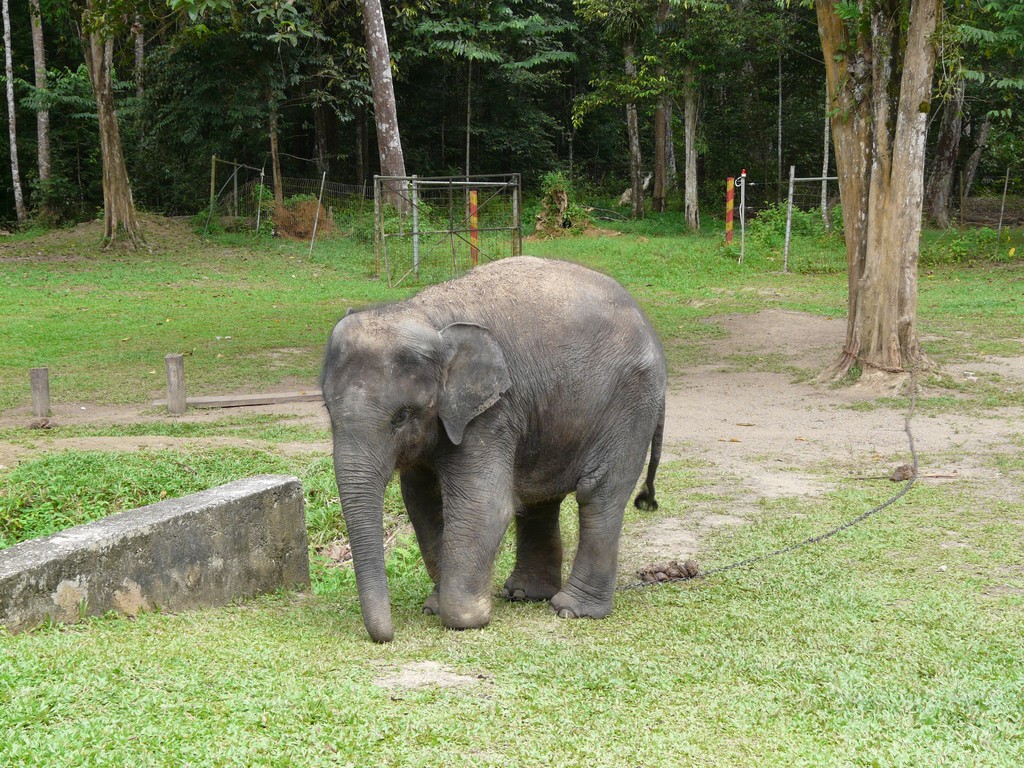 an elephant in a grassy area with trees behind it