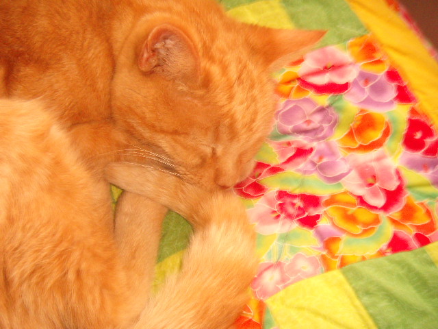 a cat is laying on a blanket with a flowered design
