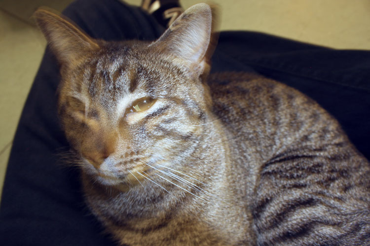 a gray striped cat sitting on the lap of someone