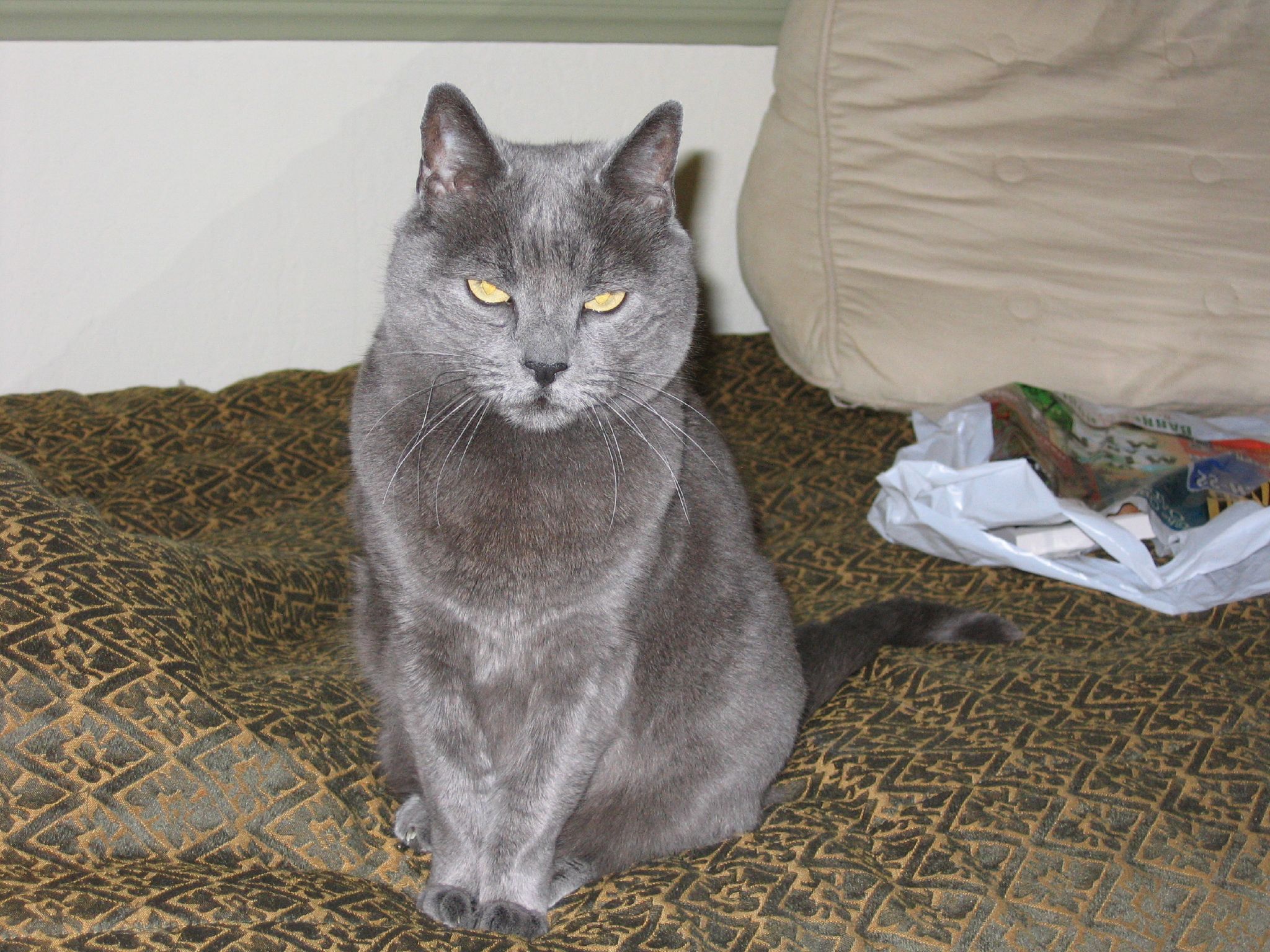 grey cat sitting on top of a bed in room