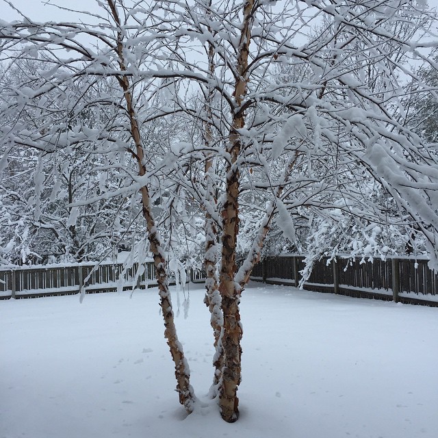 a snow covered tree standing in a fenced yard