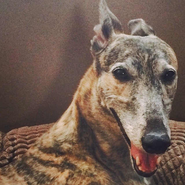 an old spotted dog panting with a smile on its face