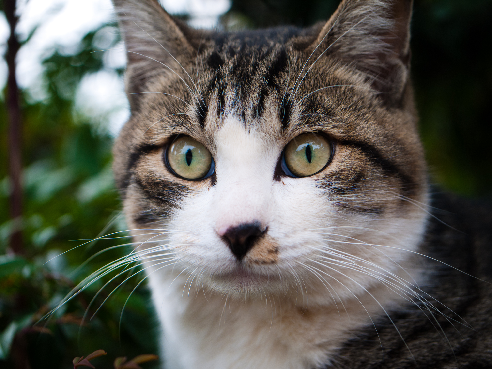 a close up image of a cat in the outdoors