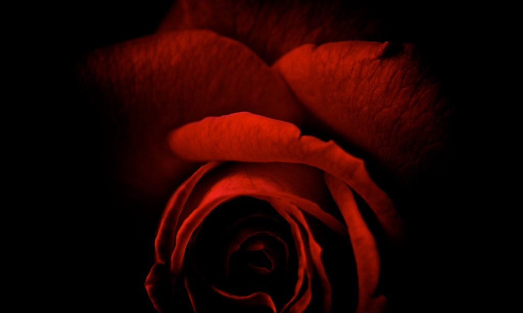 red rose in the dark and still in its bloom