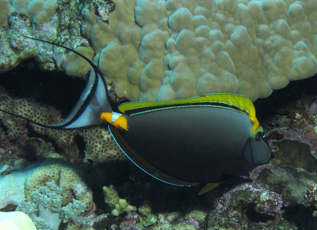 black and yellow tropical fish swimming on corals