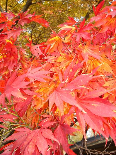 a close up of a bunch of red leaves on a tree