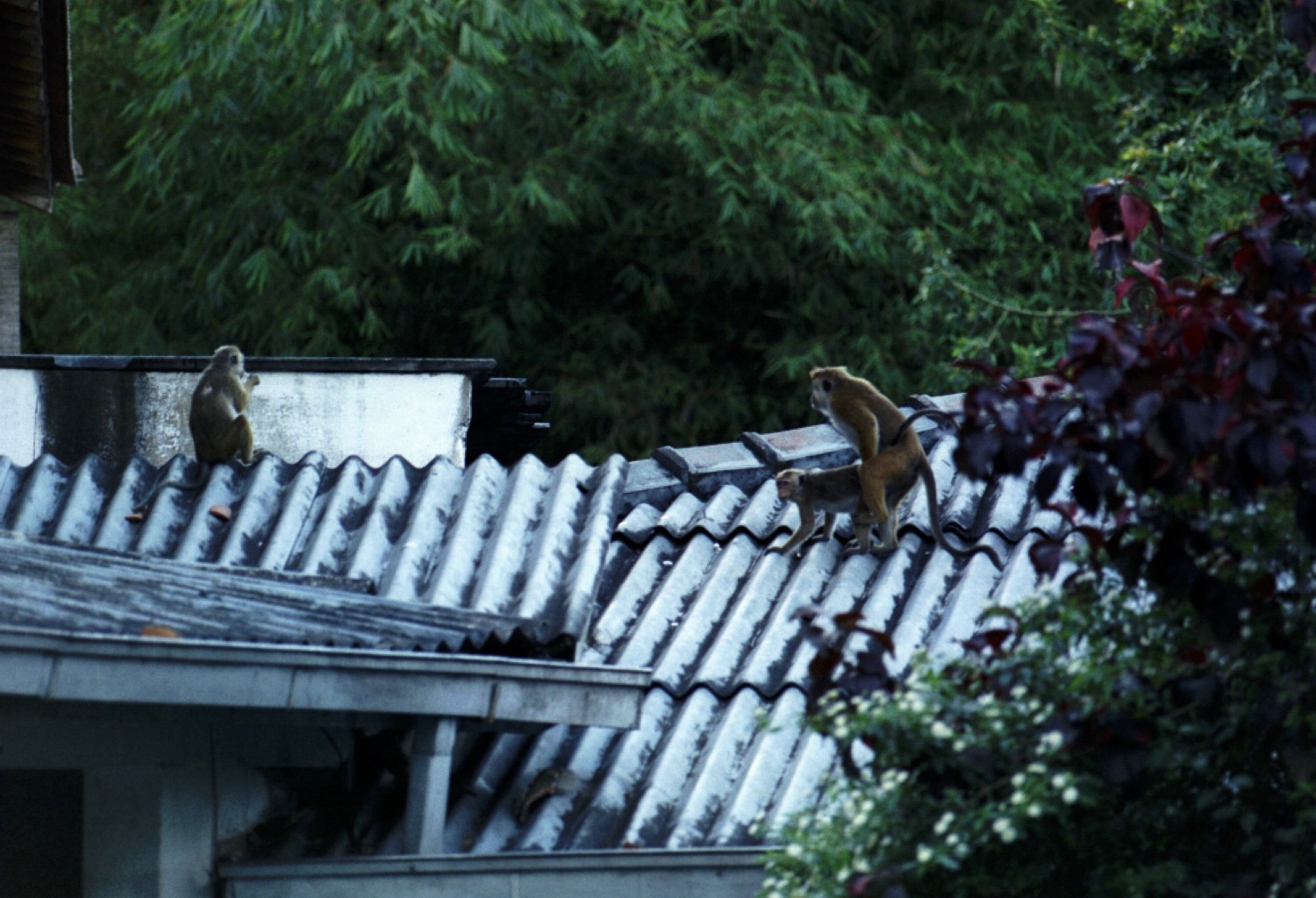 two monkeys that are standing on a roof