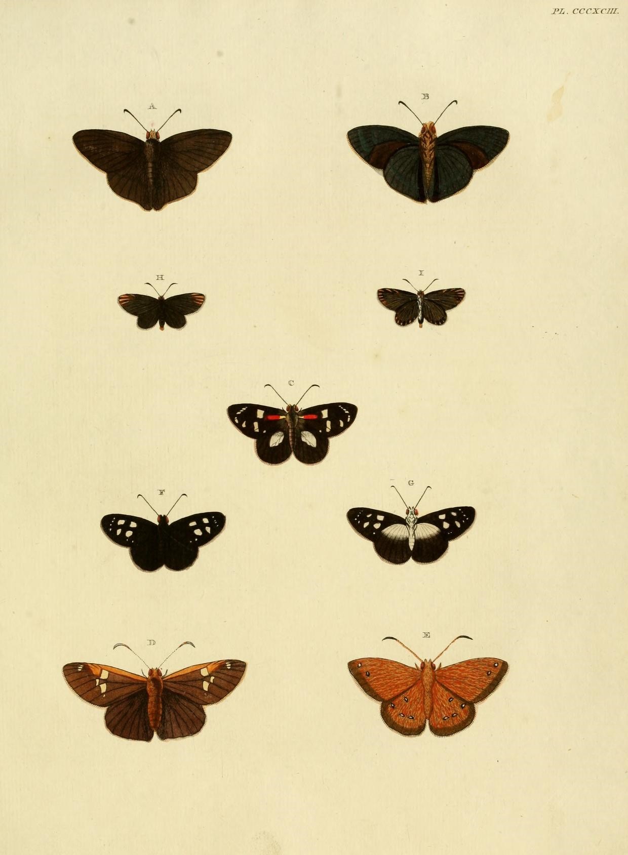 various types of moths displayed on a white background