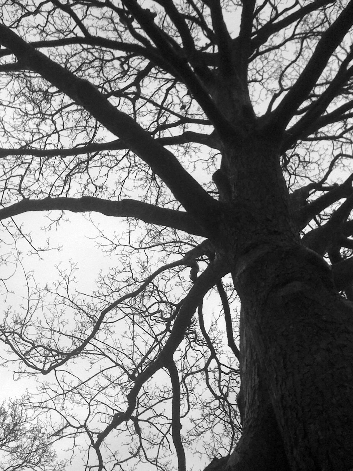 a tree stands in the sun in the winter