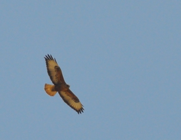 an adult hawk is soaring through the blue sky