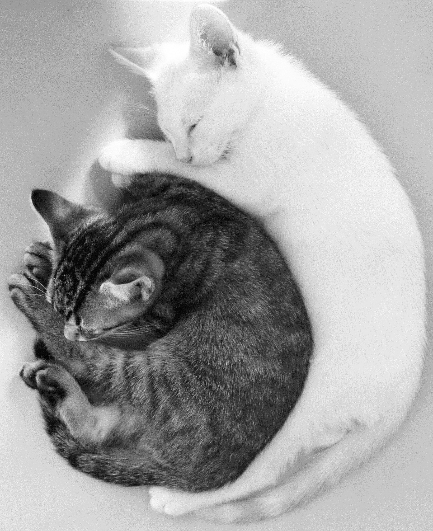two cats are in a round sleeping nest