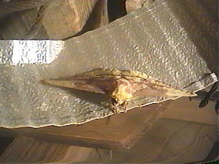 a moth sitting on top of a piece of cloth