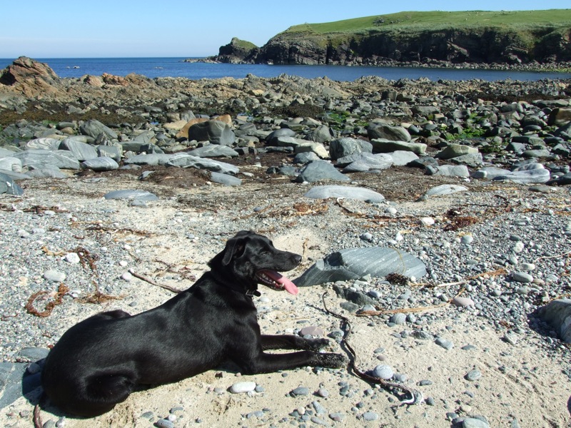a black dog sitting on a beach with water behind it