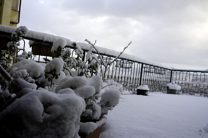 some snow trees bushes and a fence in the day