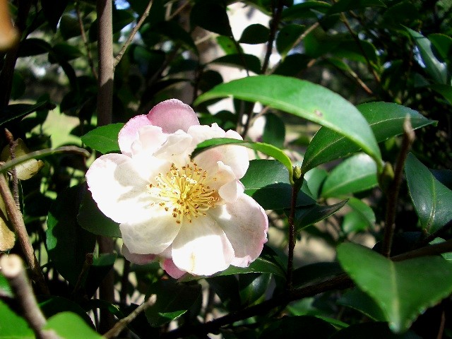 a white flower growing in a garden on a tree