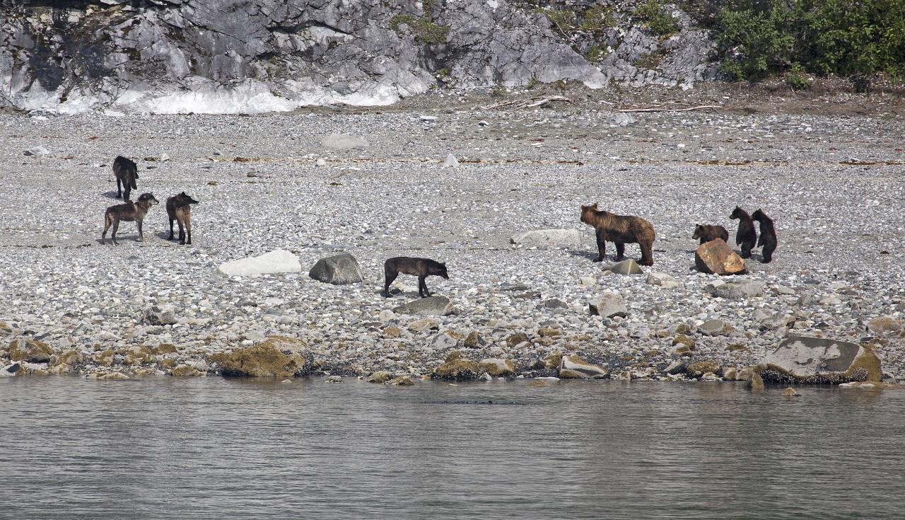 horses and baby animals standing on rocks and water