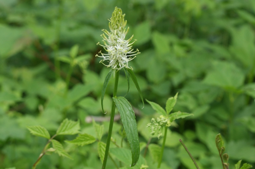 some kind of weed or plant is growing in a forest