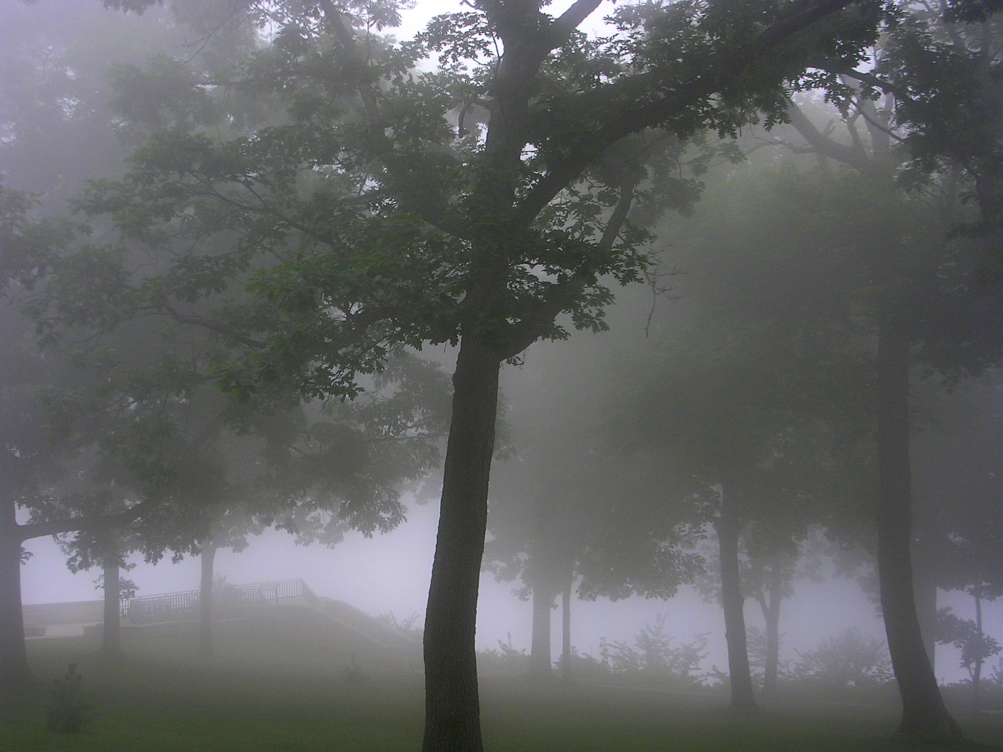 a tree is seen in the fog on a cloudy day