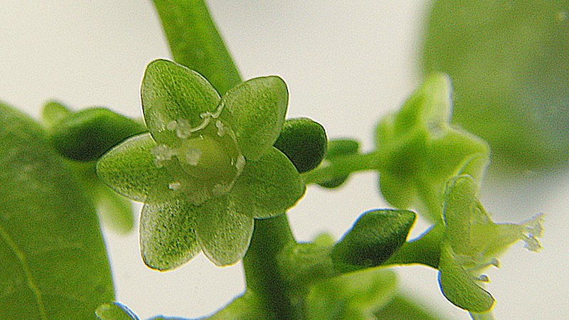 small green plants with little flowers near each other