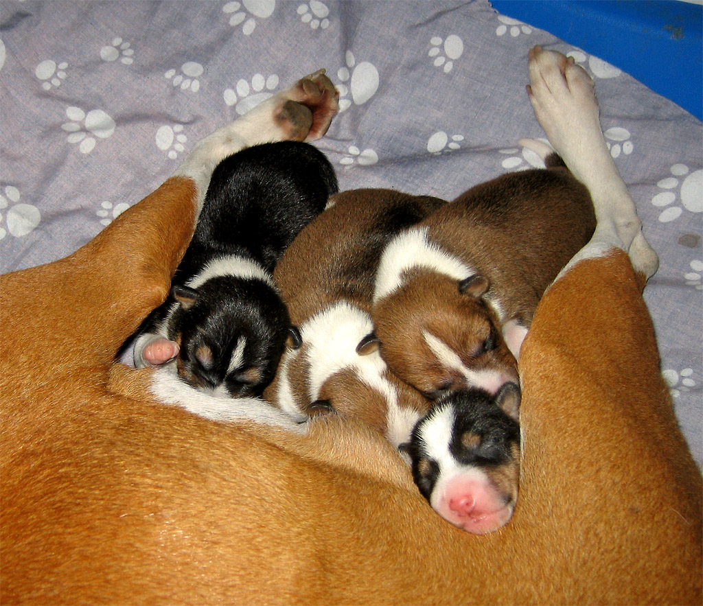 there are three puppies cuddling on the bed