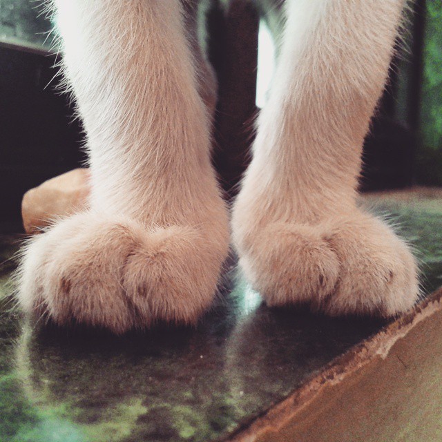 a po of a furry leg on top of a counter
