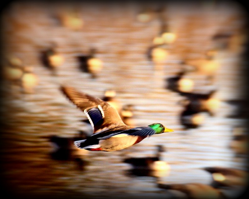 a bird flying over the water in front of many ducks