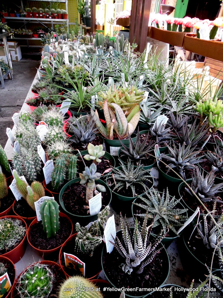 small and large cacti are growing in various pots