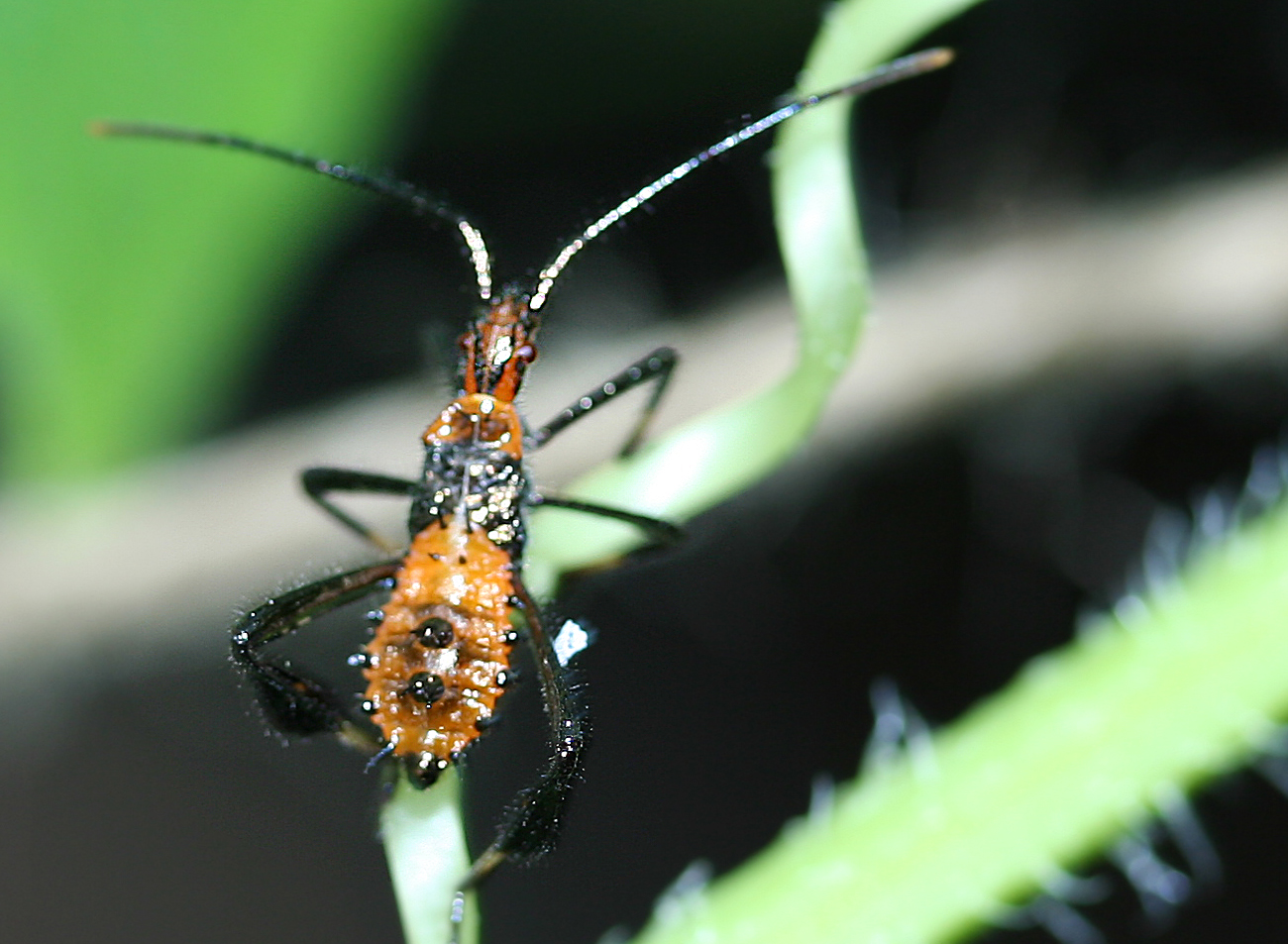 the long legged bugs are ready to mating